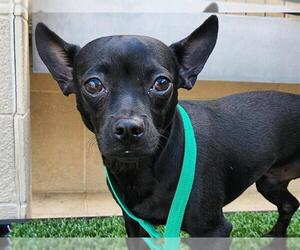 French Bullhuahua Dogs for adoption in Redwood City, CA, USA