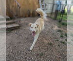 Small #3 Golden Retriever Mix