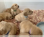 Small #9 Golden Retriever