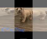 Small Photo #14 American Bully Puppy For Sale in BRUNSWICK, OH, USA
