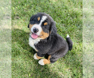 Bernese Mountain Dog Puppy for Sale in FISHER, Illinois USA