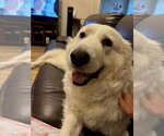 Small #4 Great Pyrenees