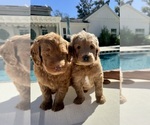 Small #1 Goldendoodle