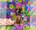 Small Photo #4 Boxer Puppy For Sale in STEVENS, PA, USA