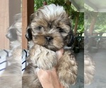 Small #13 Schweenie