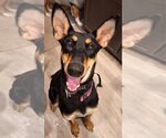 Small Photo #7 Doberman Pinscher-Unknown Mix Puppy For Sale in The Woodlands, TX, USA