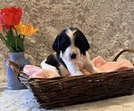 Small #2 English Springer Spaniel