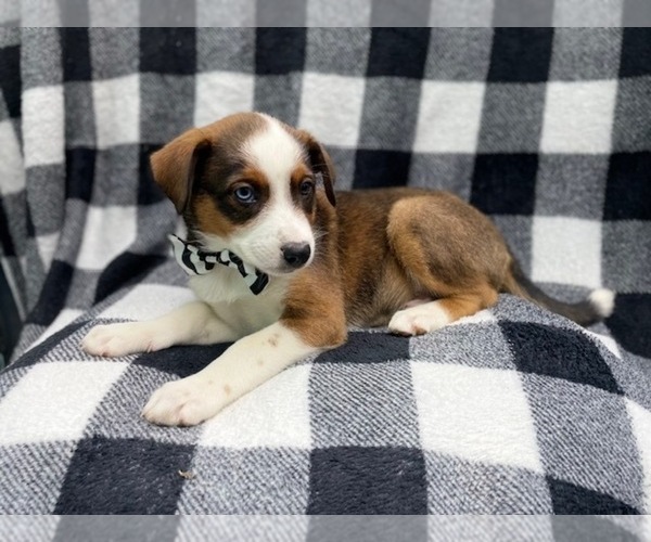 Medium Photo #4 Texas Heeler Puppy For Sale in LAKELAND, FL, USA