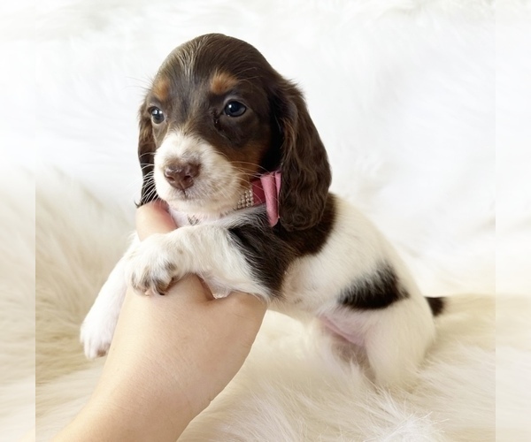 Medium Photo #3 Dachshund Puppy For Sale in DAVIS, CA, USA