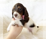 Small #2 Dachshund