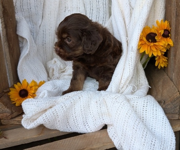Medium Photo #4 Cock-A-Poo Puppy For Sale in GOSHEN, IN, USA