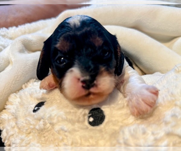 Medium Photo #5 Cavapoo (Miniature) Puppy For Sale in SAINT FRANCIS, MN, USA