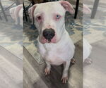 Small #3 Bullypit