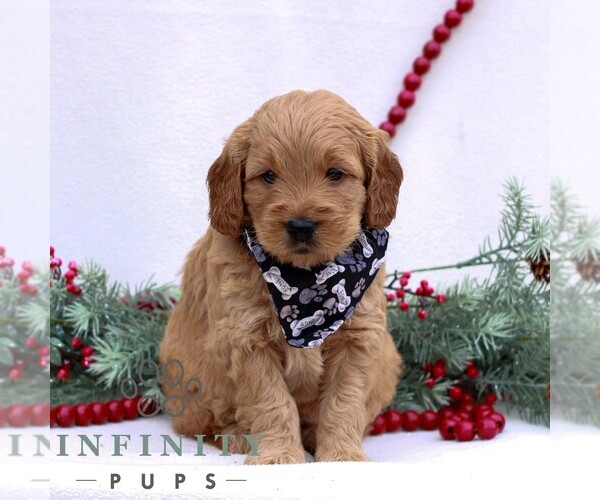 Medium Photo #4 Goldendoodle (Miniature) Puppy For Sale in NARVON, PA, USA