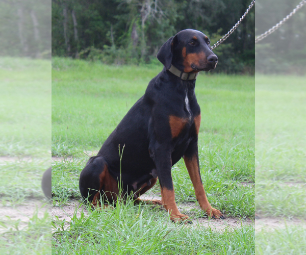 Medium Photo #2 Doberman Pinscher Puppy For Sale in BROOKSVILLE, FL, USA