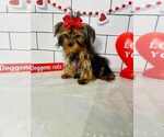 Small #2 Yorkshire Terrier