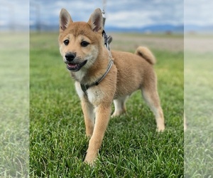 Shiba Inu Puppy for sale in COLORADO SPRINGS, CO, USA