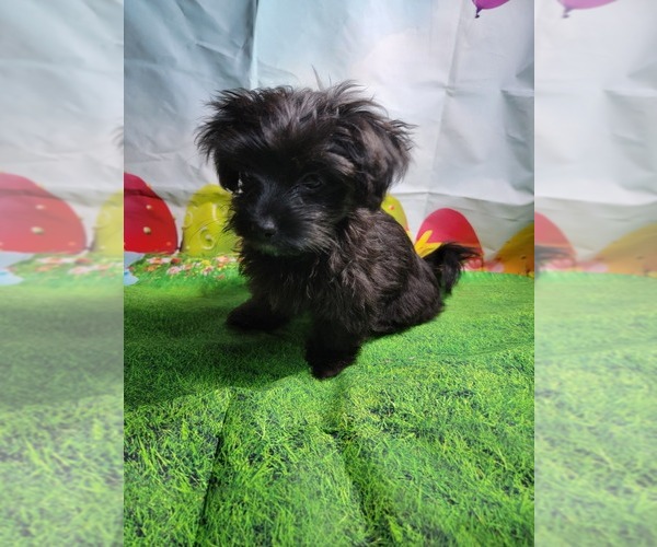 Medium Photo #3 YorkiePoo Puppy For Sale in MACON, GA, USA