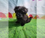 Small Photo #3 YorkiePoo Puppy For Sale in MACON, GA, USA