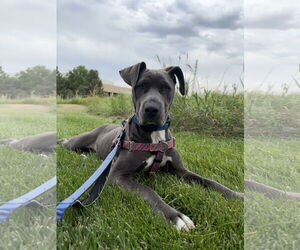 Blue Lacy-Unknown Mix Dogs for adoption in Aurora, CO, USA