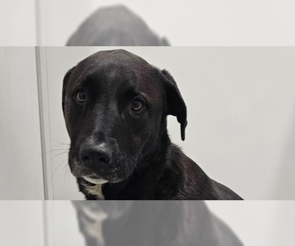 Medium Photo #5 Border Collie-Unknown Mix Puppy For Sale in Studio City, CA, USA