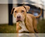 Small #1 American Pit Bull Terrier