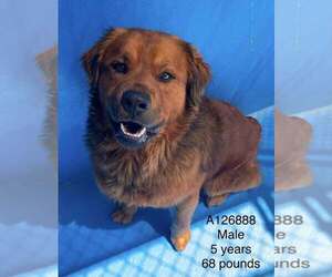 Golden Retriever-Unknown Mix Dogs for adoption in Calgary, Alberta, Canada