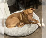 Small #16 American Pit Bull Terrier Mix
