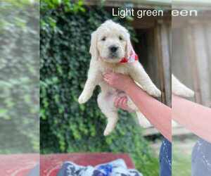 Medium Goldendoodle