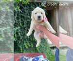 Puppy Puppy 7 Kale Goldendoodle
