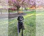 Small #12 Plott Hound-Weimaraner Mix