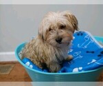 Small Photo #7 Shorkie Tzu Puppy For Sale in MARIETTA, GA, USA