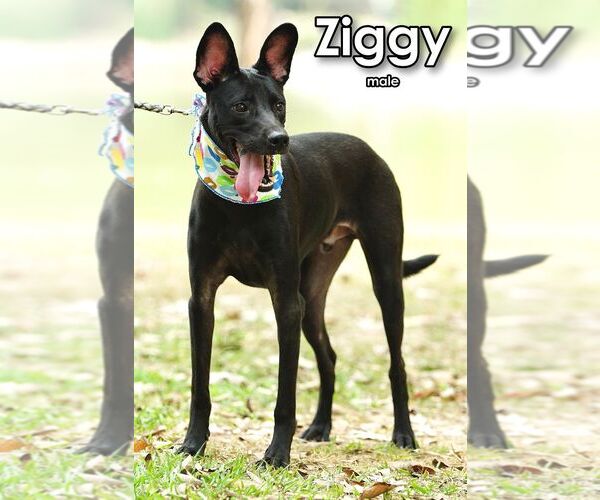 Medium Photo #6 Mutt Puppy For Sale in Seattle, WA, USA