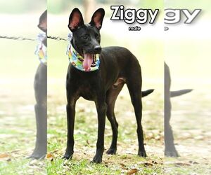 Ziggy from Taiwan - Male Mutt Dog for Adoption - Photo #6