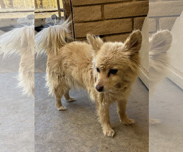 Medium Photo #3 Colonial Cocker Spaniel-Unknown Mix Puppy For Sale in Apple Valley, CA, USA