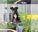 Small #8 Labrador Retriever Mix