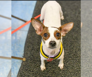 Jack Chi Dogs for adoption in Cranston, RI, USA