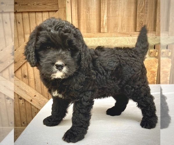 Medium Photo #5 Bernese Mountain Dog-Labradoodle Mix Puppy For Sale in WEST GROVE, PA, USA