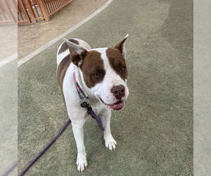 Mutt Dogs for adoption in Las Vegas, NV, USA