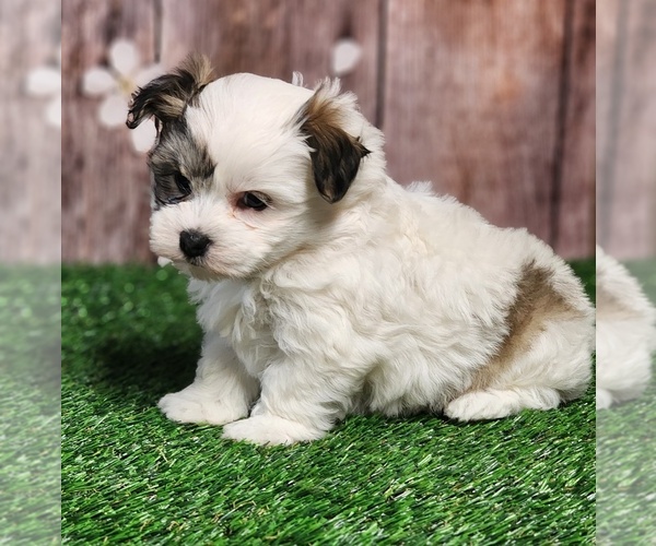 Medium Photo #2 Havachon Puppy For Sale in CAPAC, MI, USA