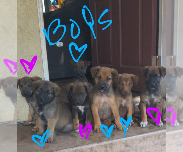 Medium Photo #4 Mutt Puppy For Sale in Fallbrook, CA, USA