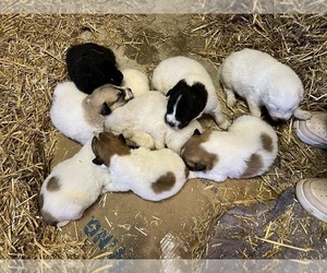 Great Pyrenees Puppy for sale in TULSA, OK, USA
