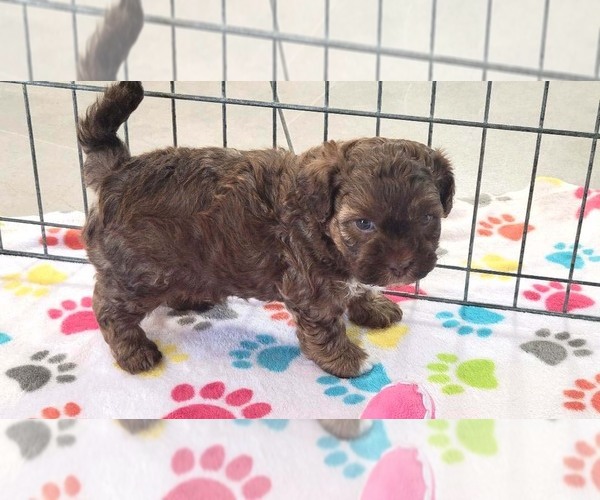 Medium Photo #4 ShihPoo Puppy For Sale in ORO VALLEY, AZ, USA