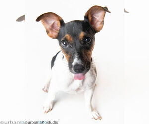 Jack Russell Terrier-Unknown Mix Dogs for adoption in Tampa, FL, USA