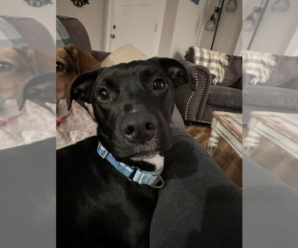 Medium Photo #3 Mutt Puppy For Sale in Candler, NC, USA