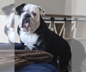 English Bulldog Puppy for Sale in ROCKWALL, Texas USA