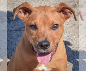 American Staffordshire Terrier-Rottweiler Mix Dogs for adoption in Huntley, IL, USA