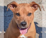 Mercer - Male American Staffordshire Terrier-Rottweiler Mix Dog for Adoption - Small photo