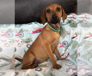 Labrador Retriever-Unknown Mix Dogs for adoption in Oakhurst, NJ, USA