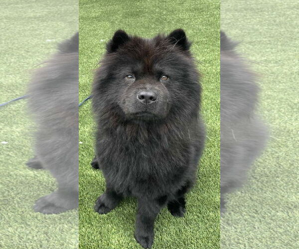 Medium Photo #2 Chow Chow Puppy For Sale in Prescott, Ontario, Canada